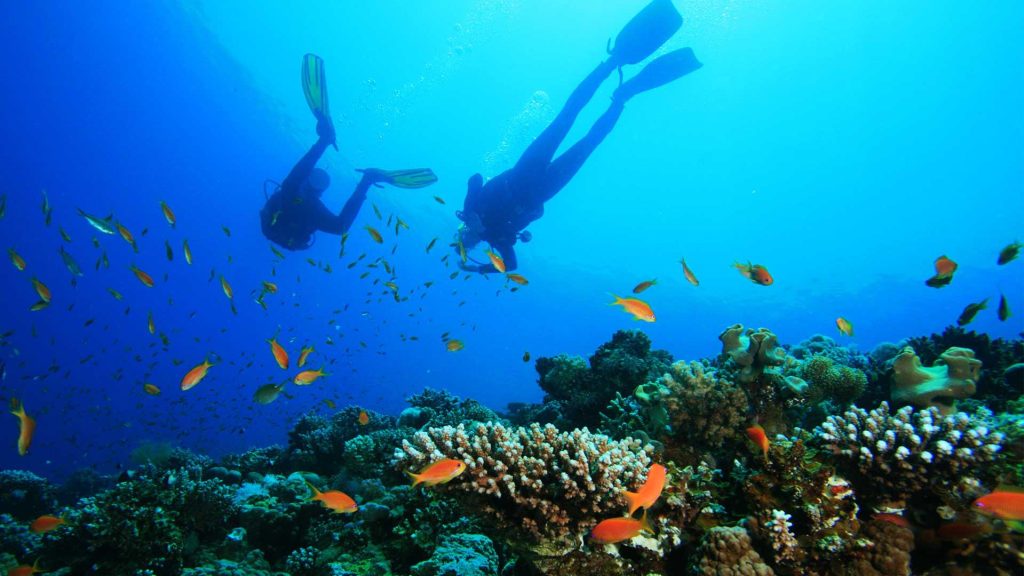 two-divers-enjoying-under-the-sea-corals-in-puerto-galera